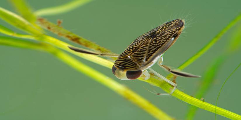 How to Manage Bugs in Your Decorative Fish Pond