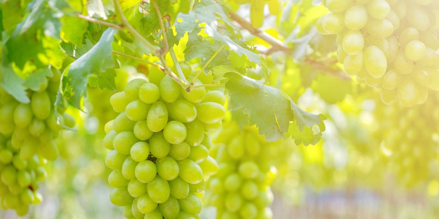 Grapes: Why Some Crunch and Others Stay Smooth