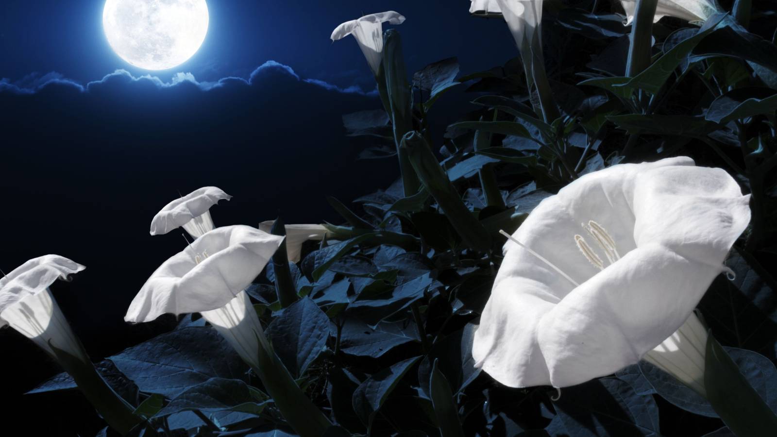 Twilight Treasures: 7 Plants and Flowers to Flourish in Your Moon Garden