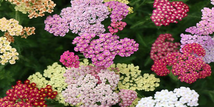 Boost Your Compost: 6 Plants to Cultivate for Composting