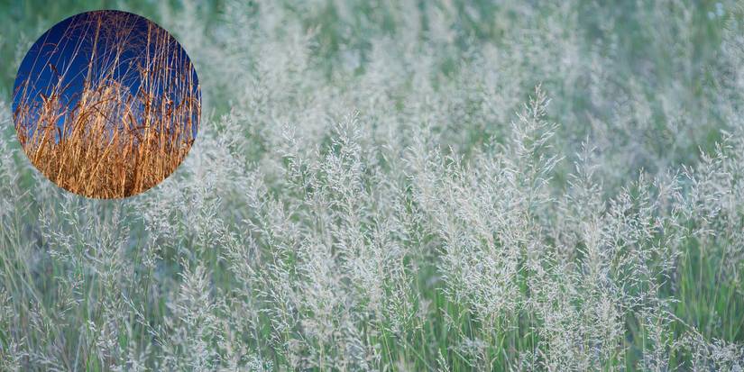 Transform Your Backyard: Essential Plants for Swale Gardens
