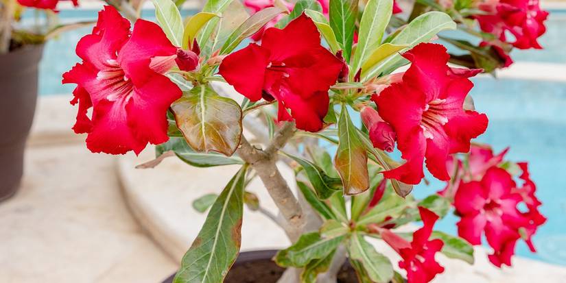Avoid Growing These Plants Around Your Pool