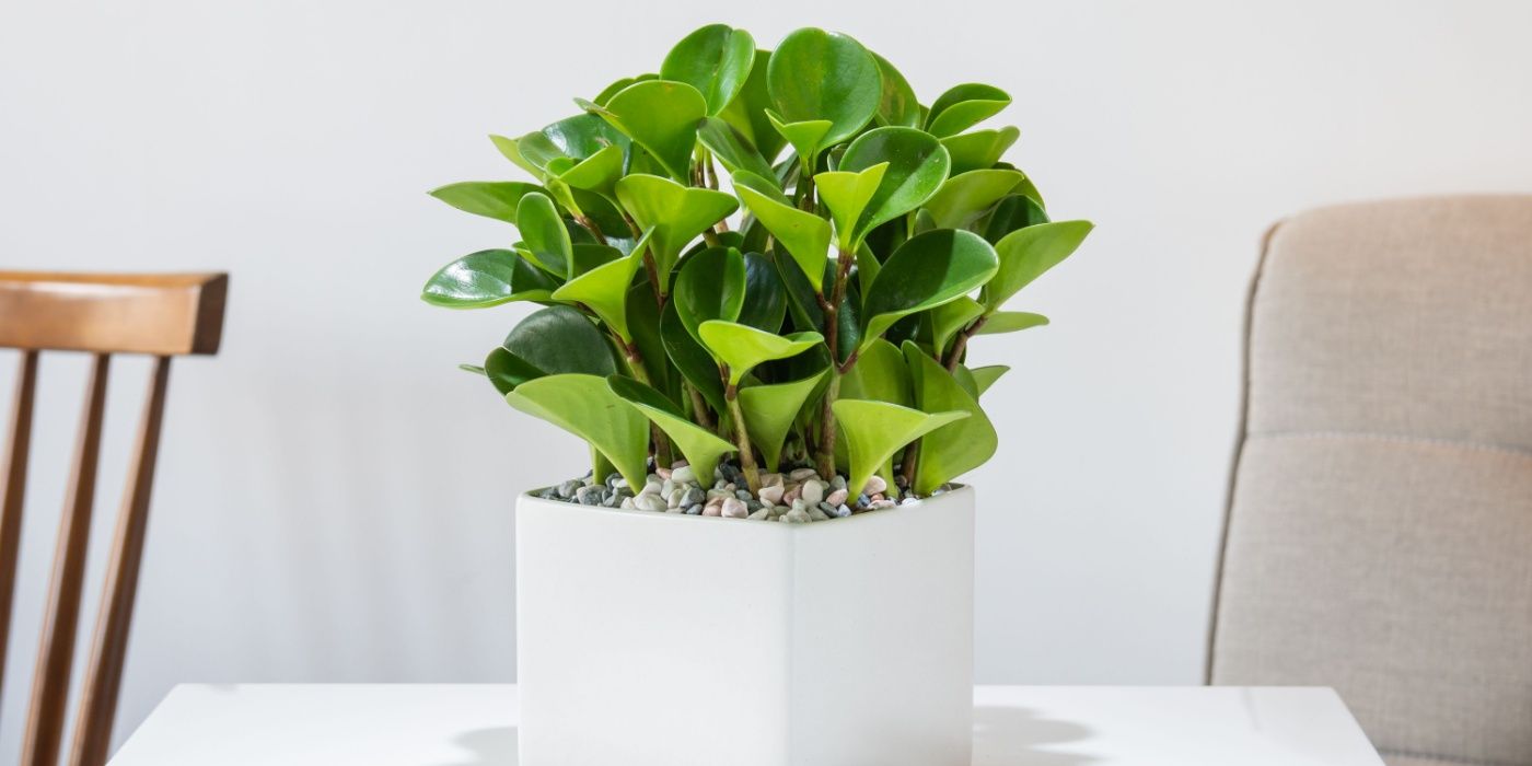 Transform Your Home with Colorful Plant Stems: Care Tips & Best Varieties