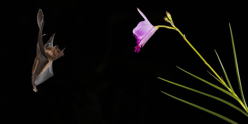 The Perks of Having Bats in Your Garden and How to Attract Them