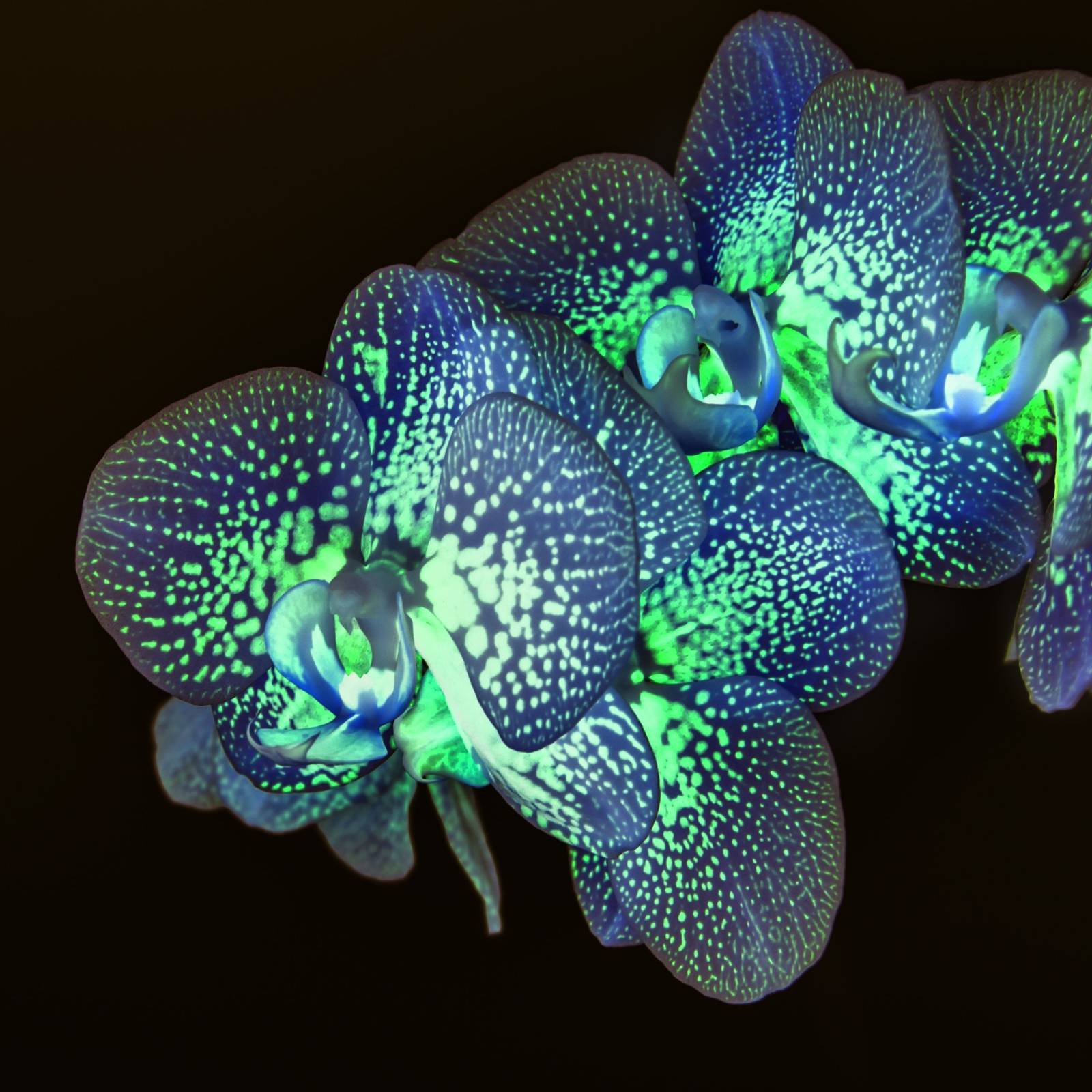 Bioluminescent Plants: Create a Unque Garden With 5 Glowing Plants