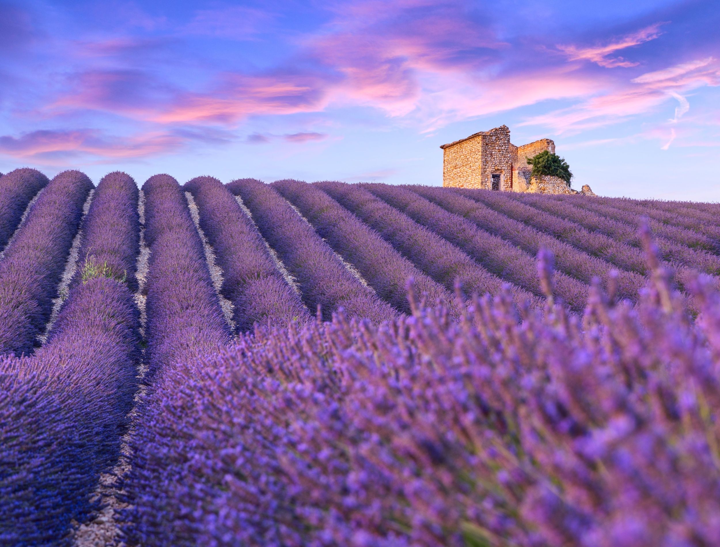 blooming-lavender-field-in-
