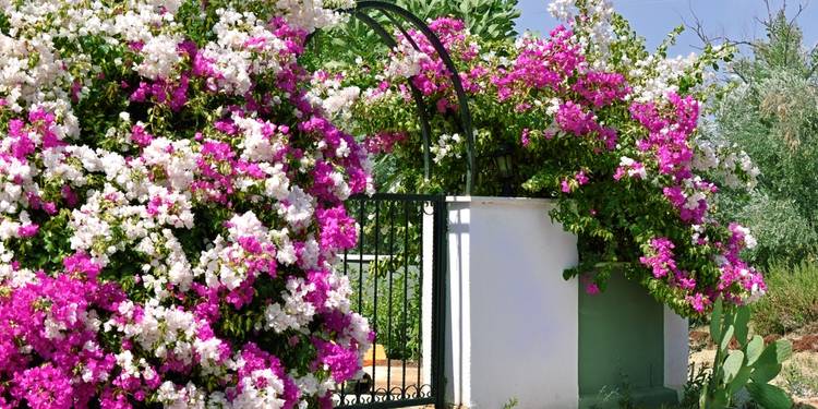 Best Fence Climbing Plants in Florida: Top Picks for Lush Privacy 2 Best Fence Climbing Plants in Florida: Top Picks for Lush Privacy