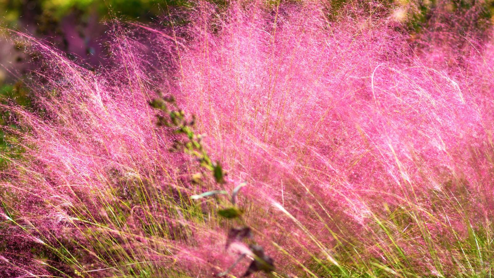 Incorporate Color Into Your Landscape Design With Ornamental Grasses