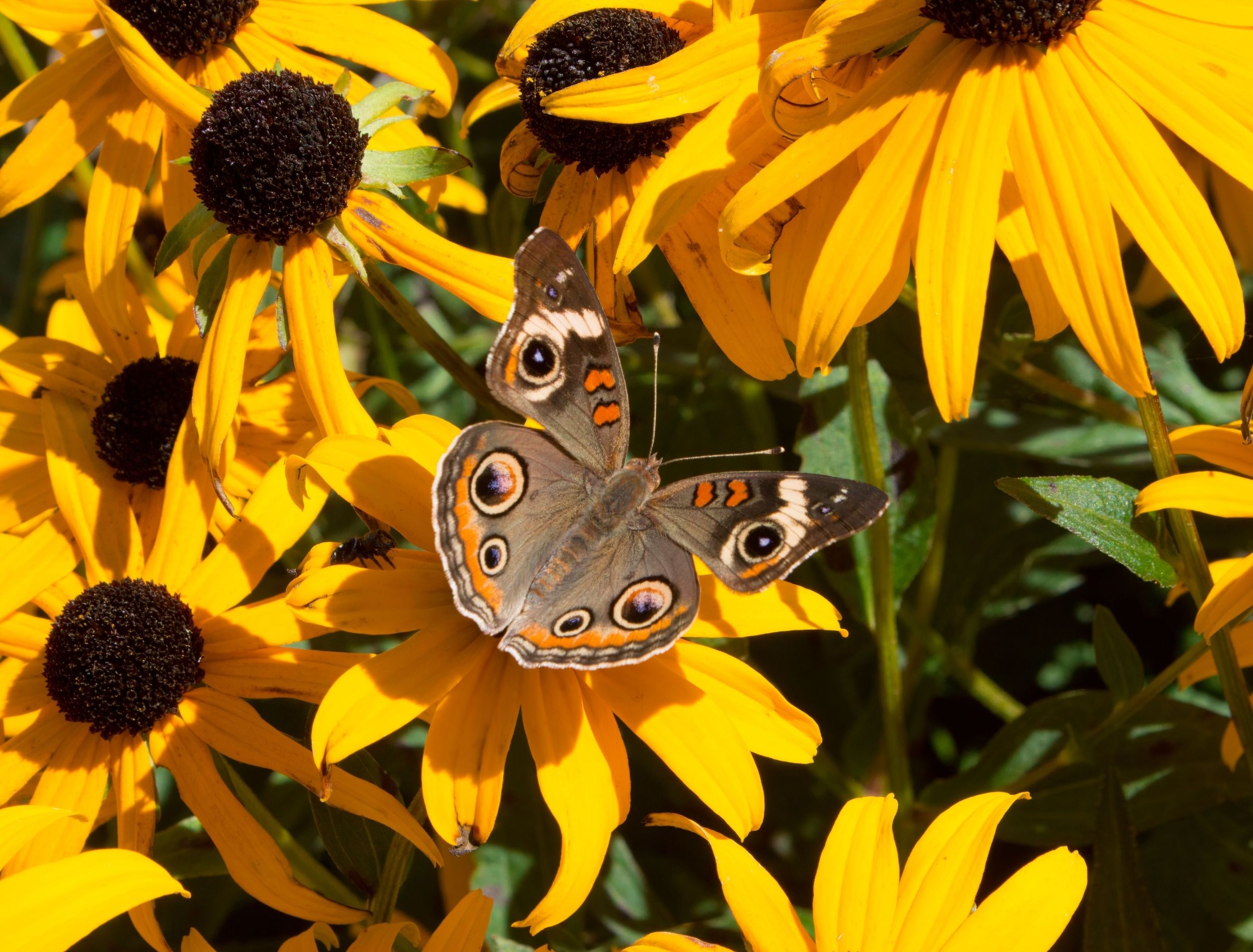 Introducing Five Biennial Flowers for a Vibrant Garden