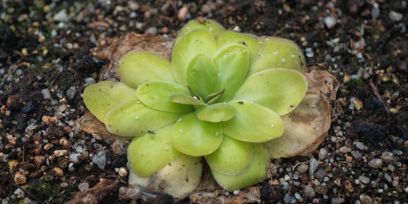 Consider Adding 6 Types of Carnivorous Plants To Your Garden