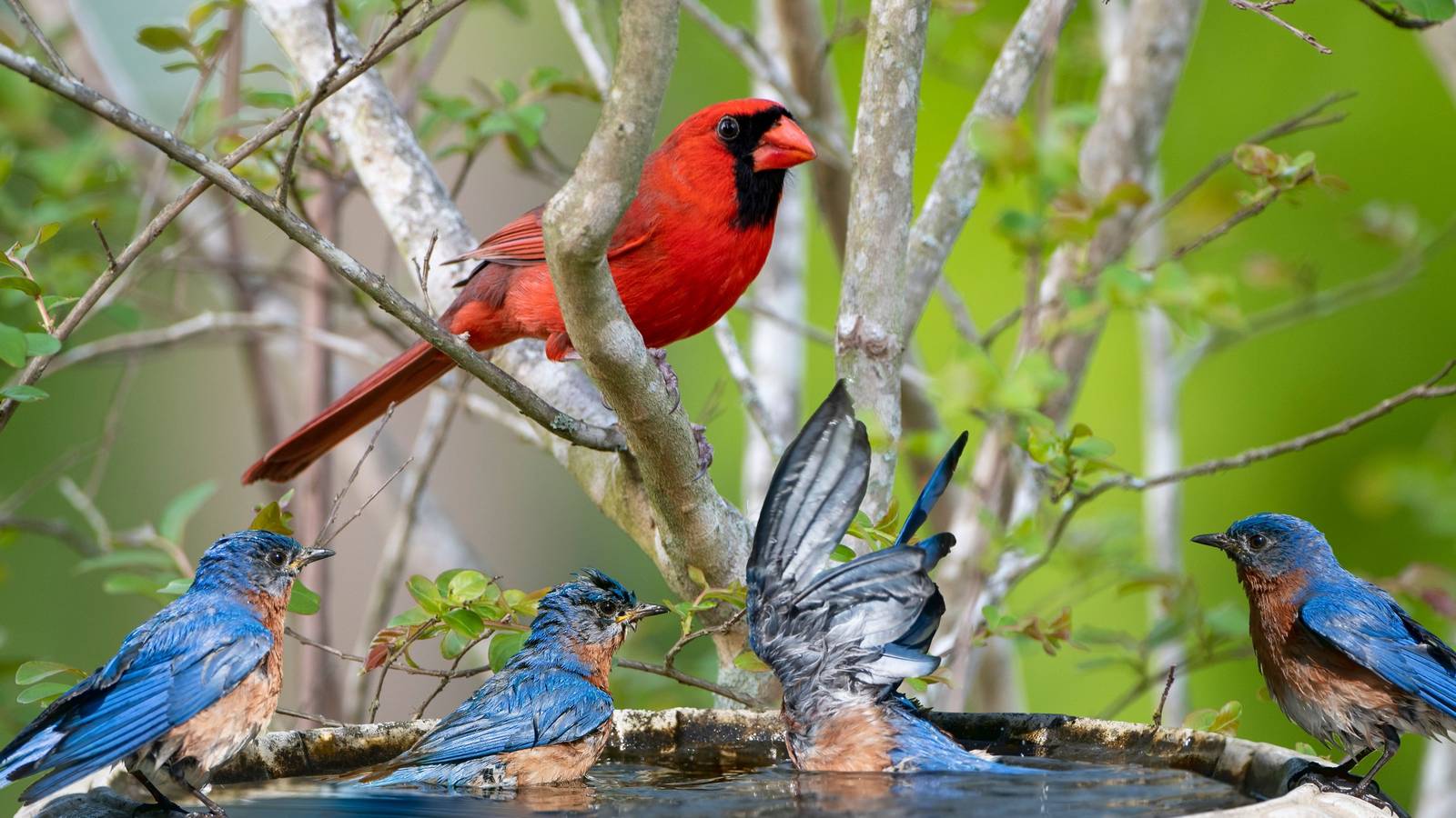 Bird Splash Transform Your Garden into a Tranquil Oasis