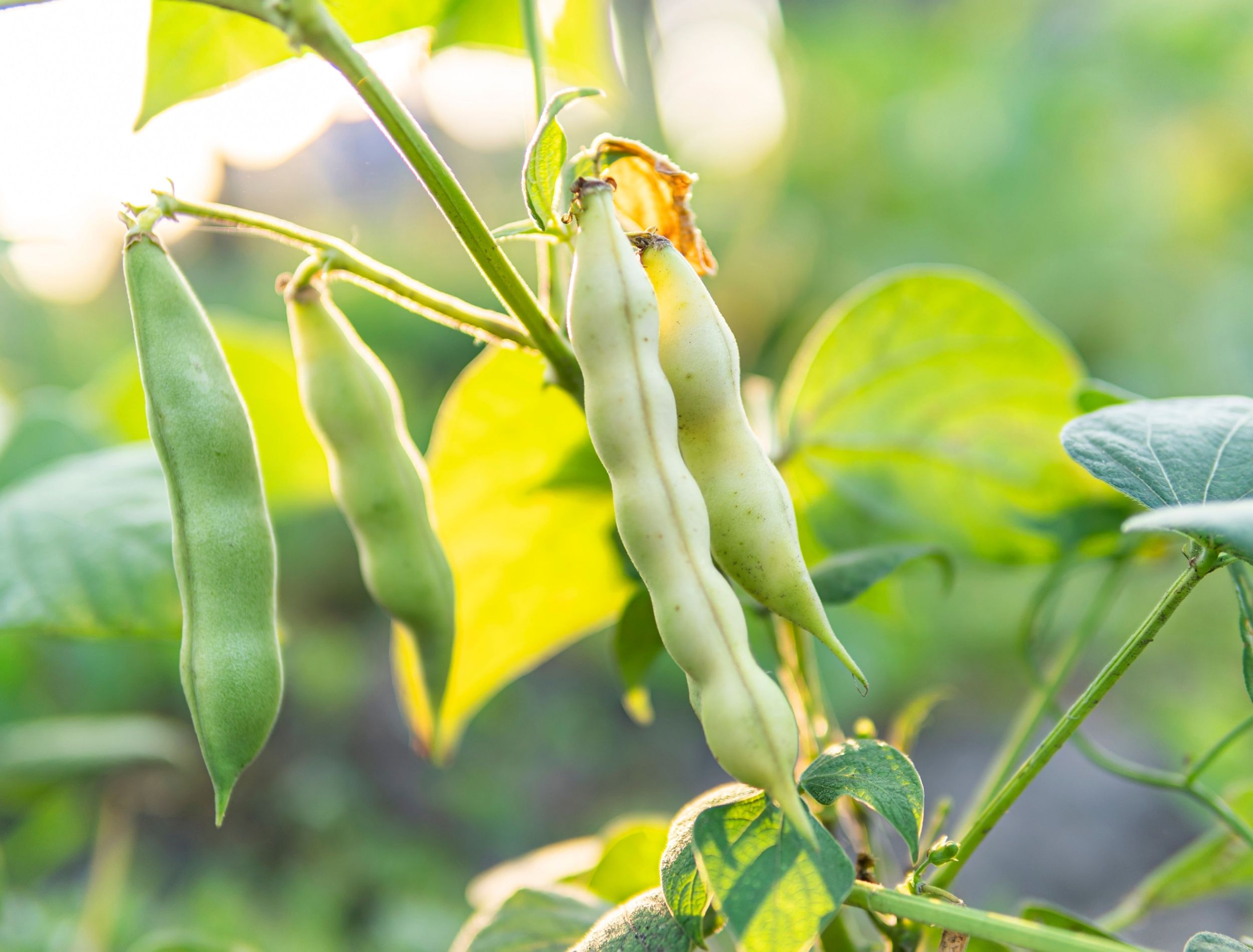 Grow Top Summer Beans For a Bountiful Harvest