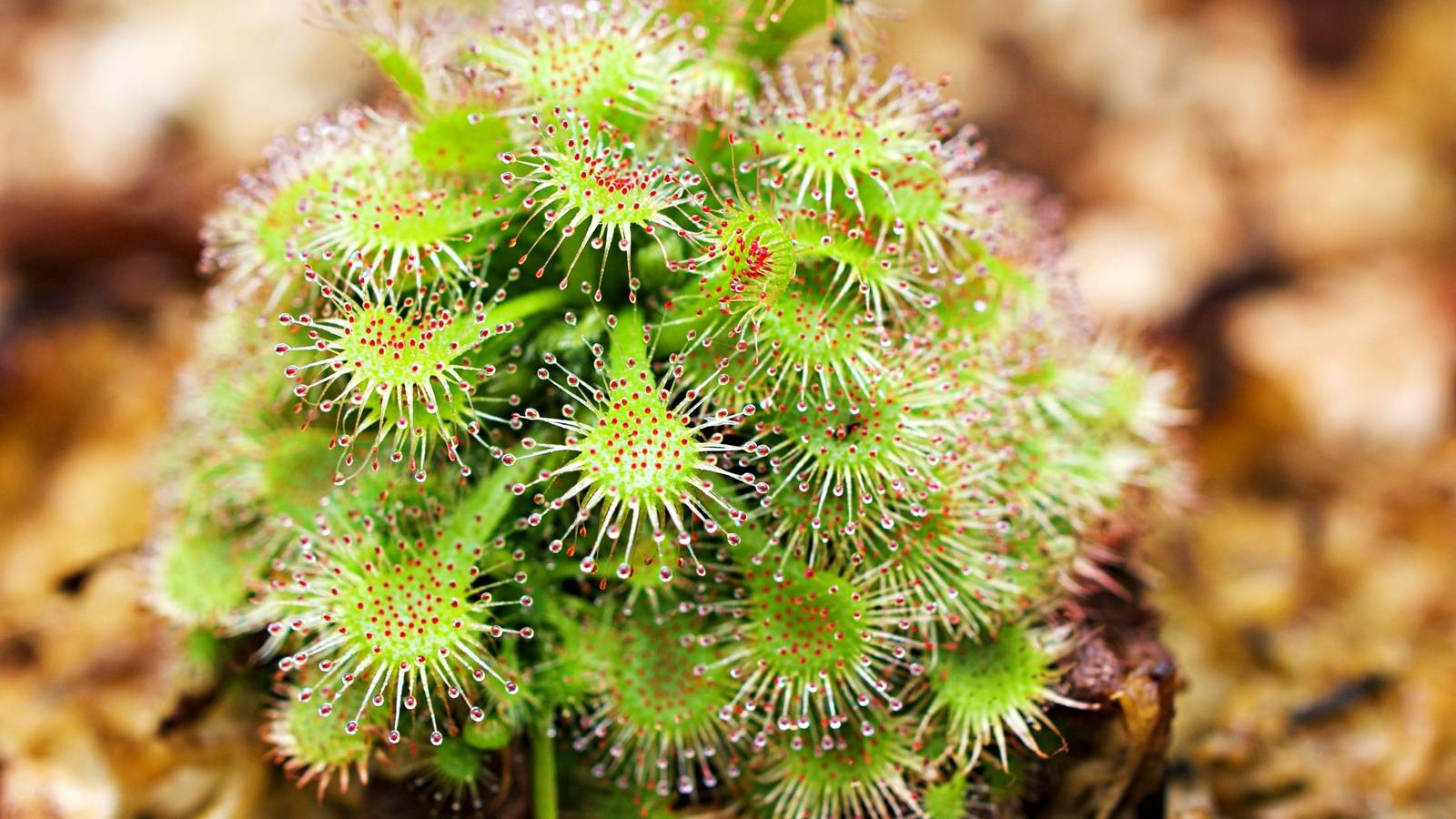 Consider Adding 6 Types of Carnivorous Plants To Your Garden