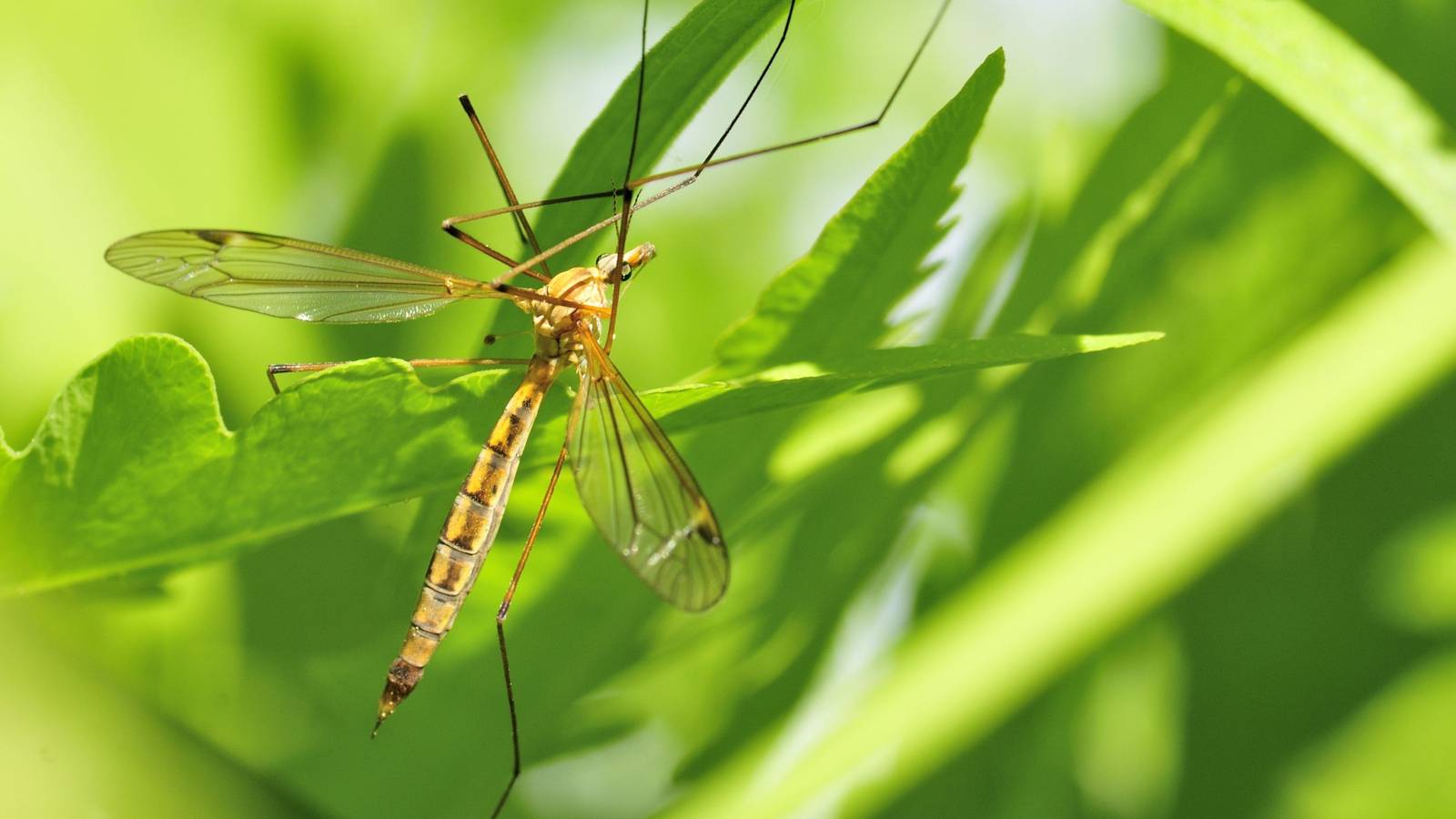 The Crane Fly Looks Like a Mosquito, But is it a Garden Pest?