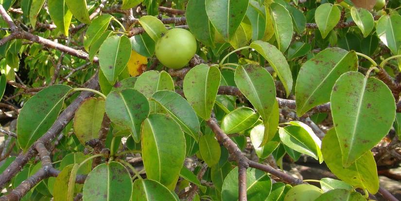 10 Plants So Weird They Seem Like Sci-Fi Creatures