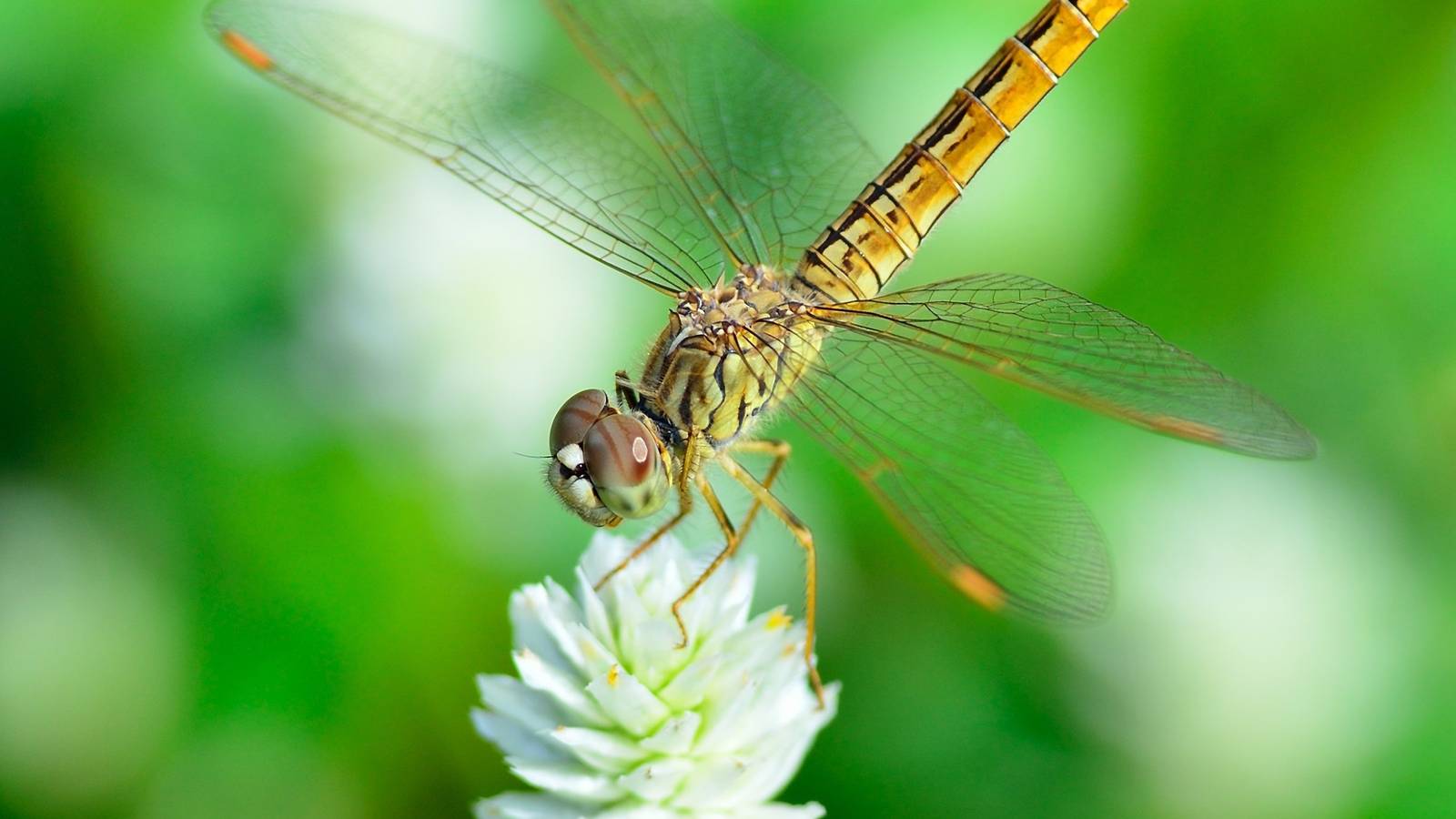 Harness the Power of Predators for Mosquito Control