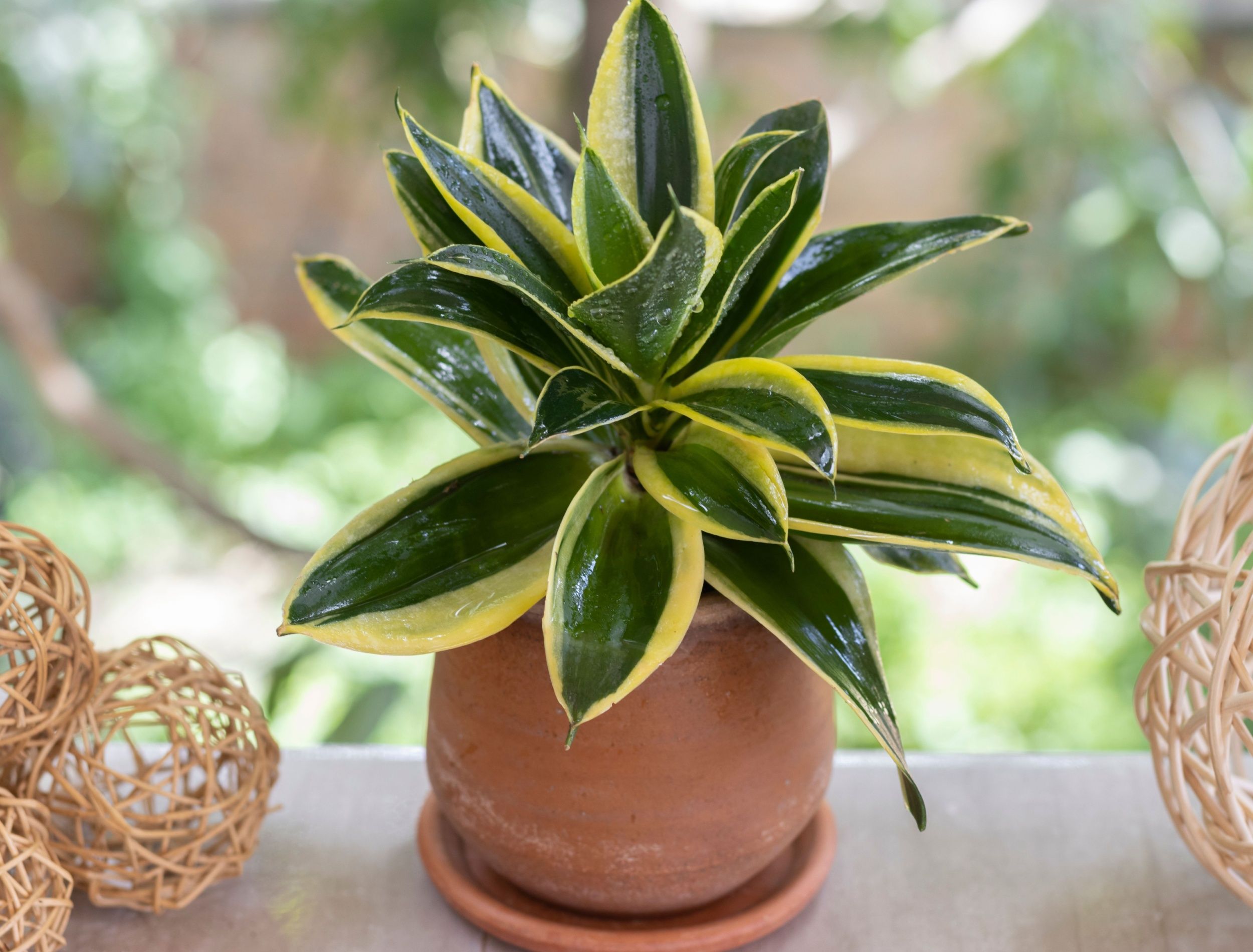 pine tree indoor plant Araucaria heterophylla (Norfolk island pine)
