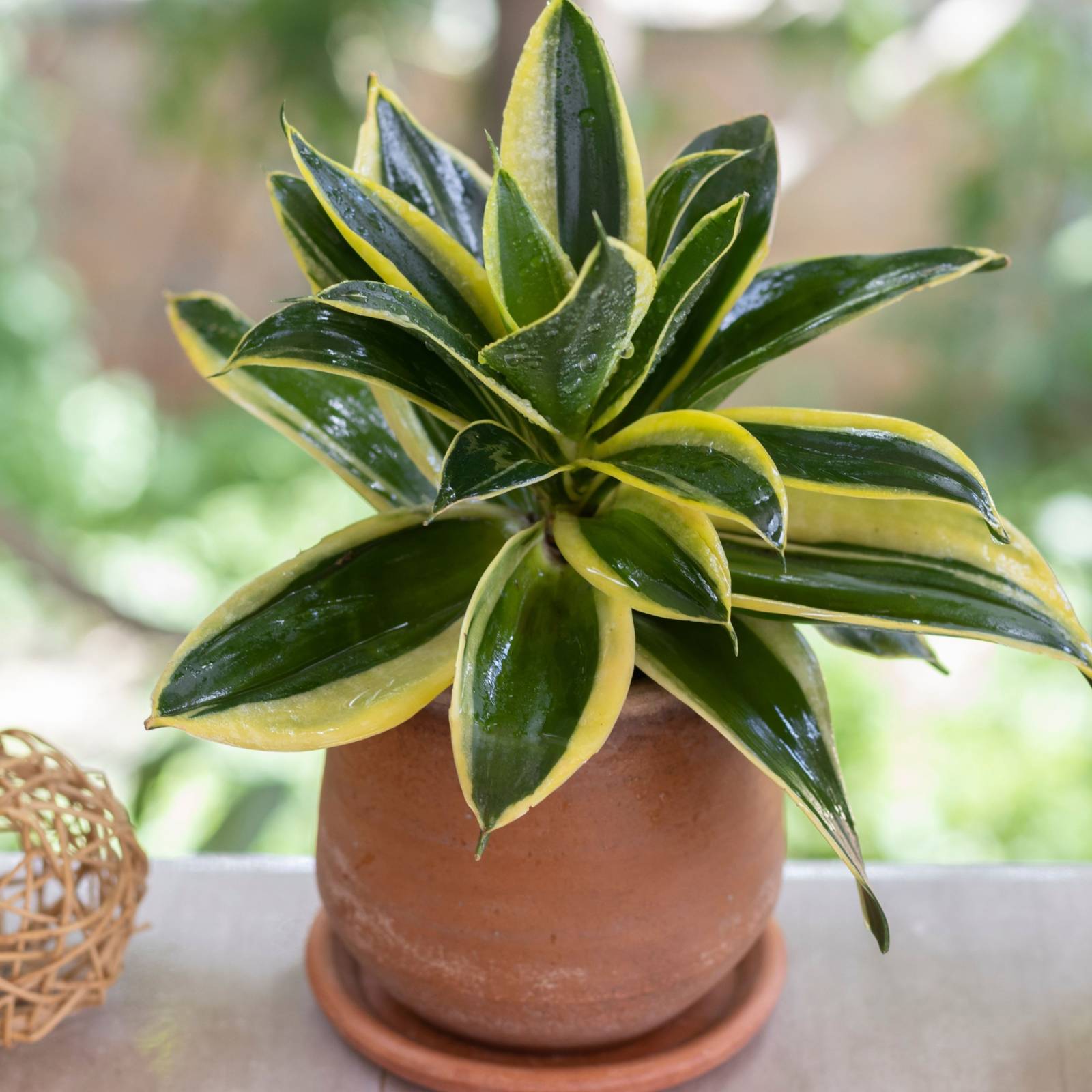 Lifelong Greenery: 6 Plants That Live the Longest and Their Growing Tips