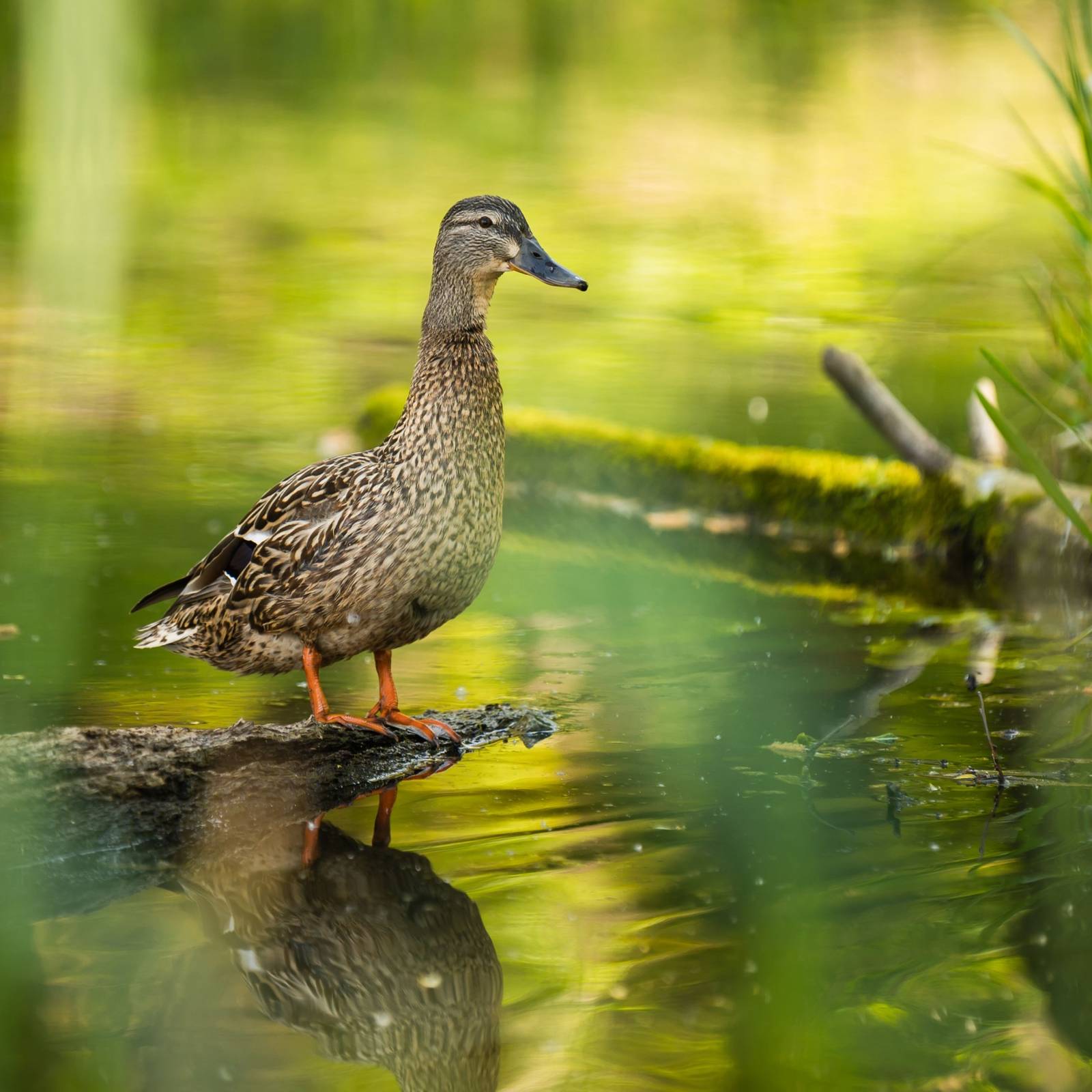 Are Ducks a Good Addition to Your Garden Pond?