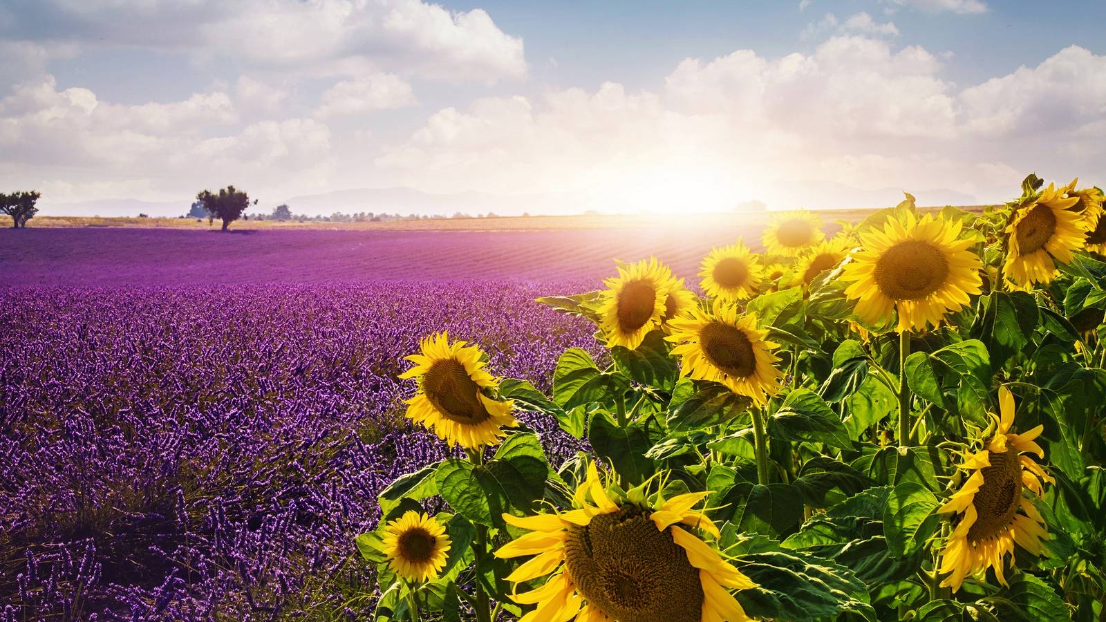 Grow These Pretty Plants and Flowers in June, image size:1600x900