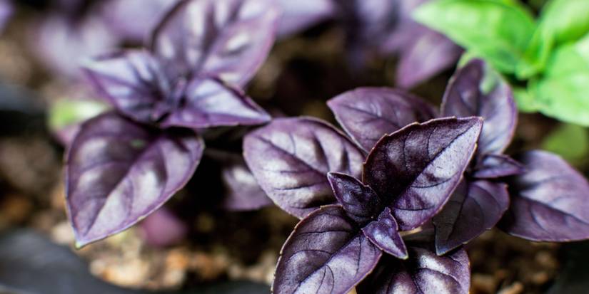 Basilic Violet How to Grow and Care for Purple Basil: A Complete Guide