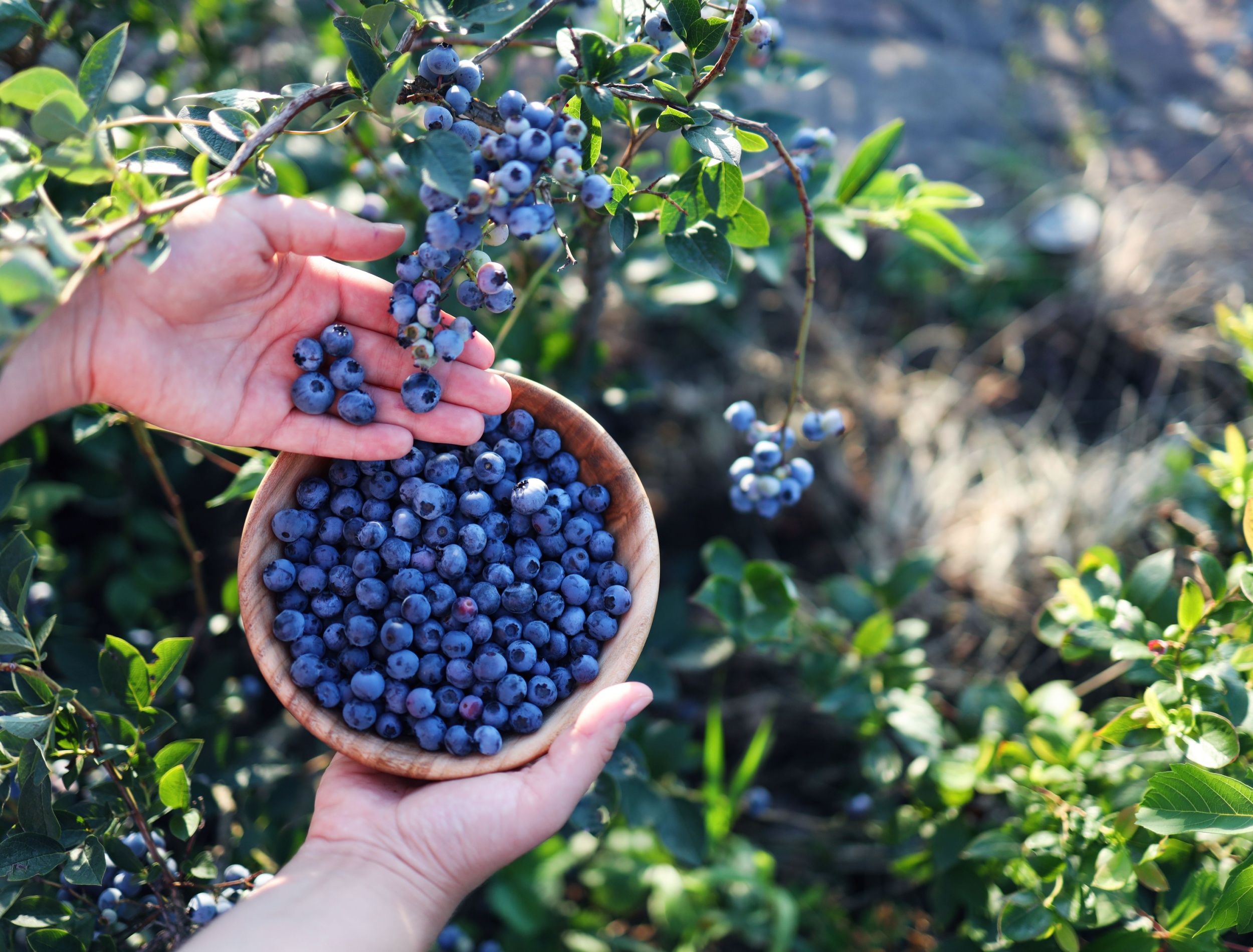 Sweet! Grow Berries to Enhance Your Landscaping