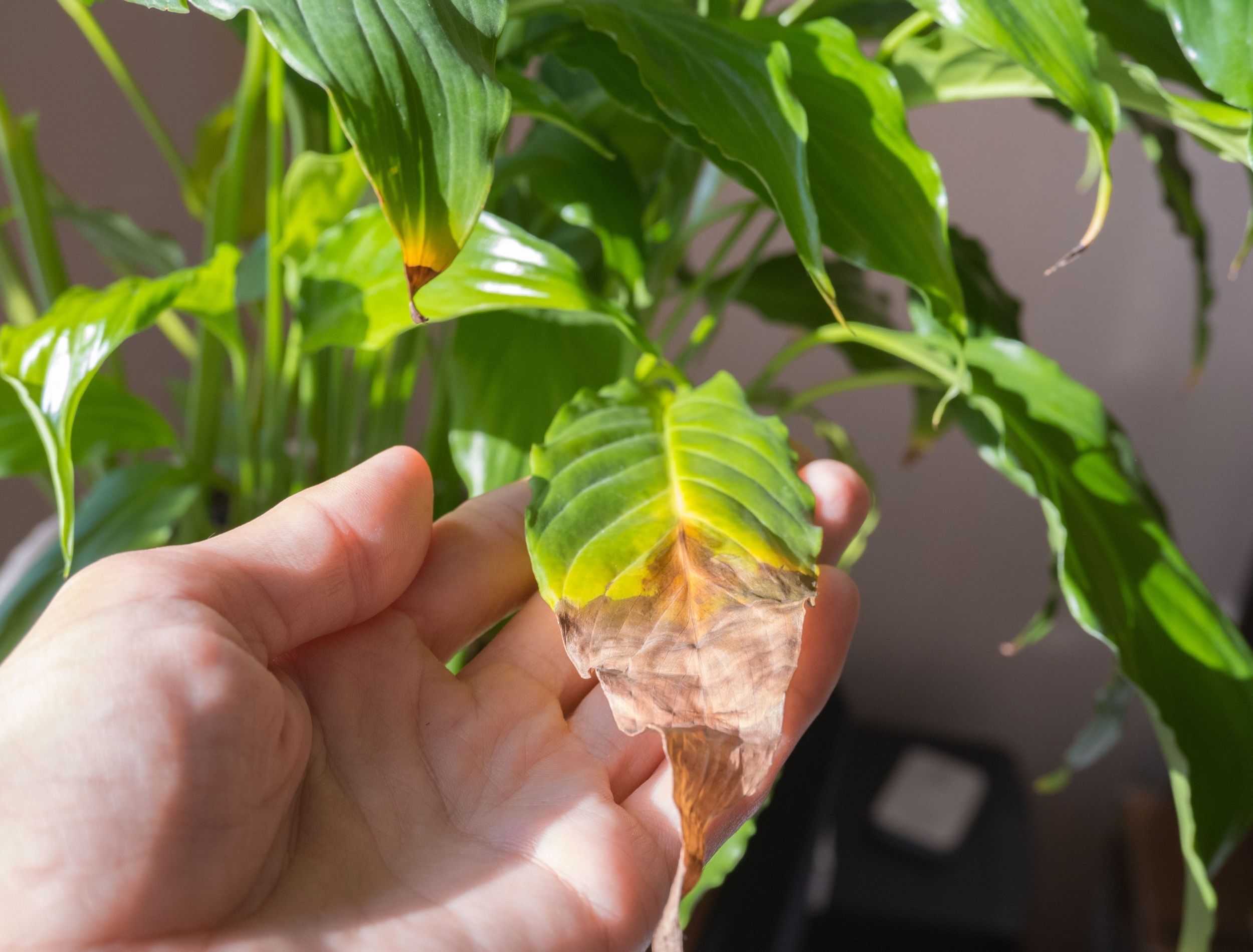 Plant Heat Stress: What You Need to Know