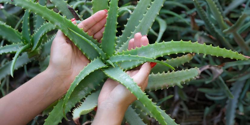 Aloe vera plant 