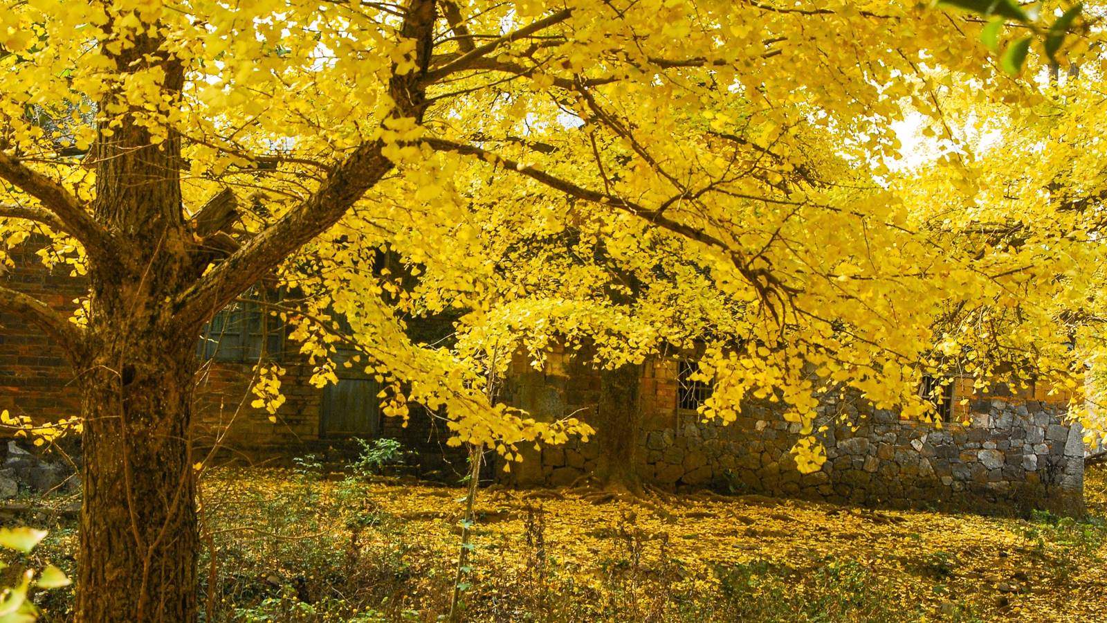 6 Problematic Trees Species to Avoid in Your Backyard