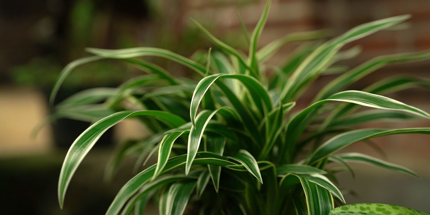 corkscrew rush plant Corkscrew Rush | Graceful Grasses® Curly Wurly main image 0