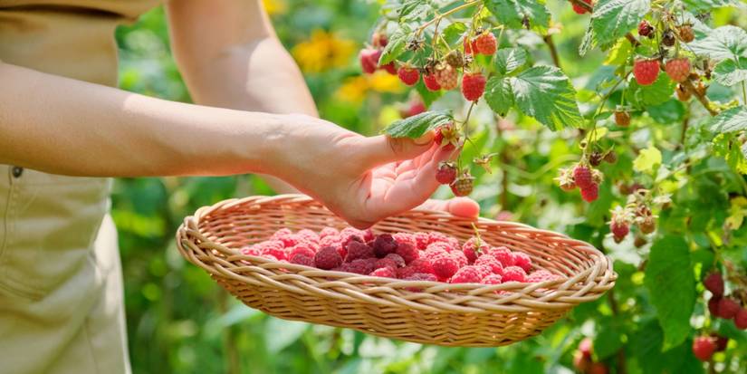 Cold Hardy Raspberry Varieties Winter Wonders: Growing Cold-Hardy Fruits in the Chill