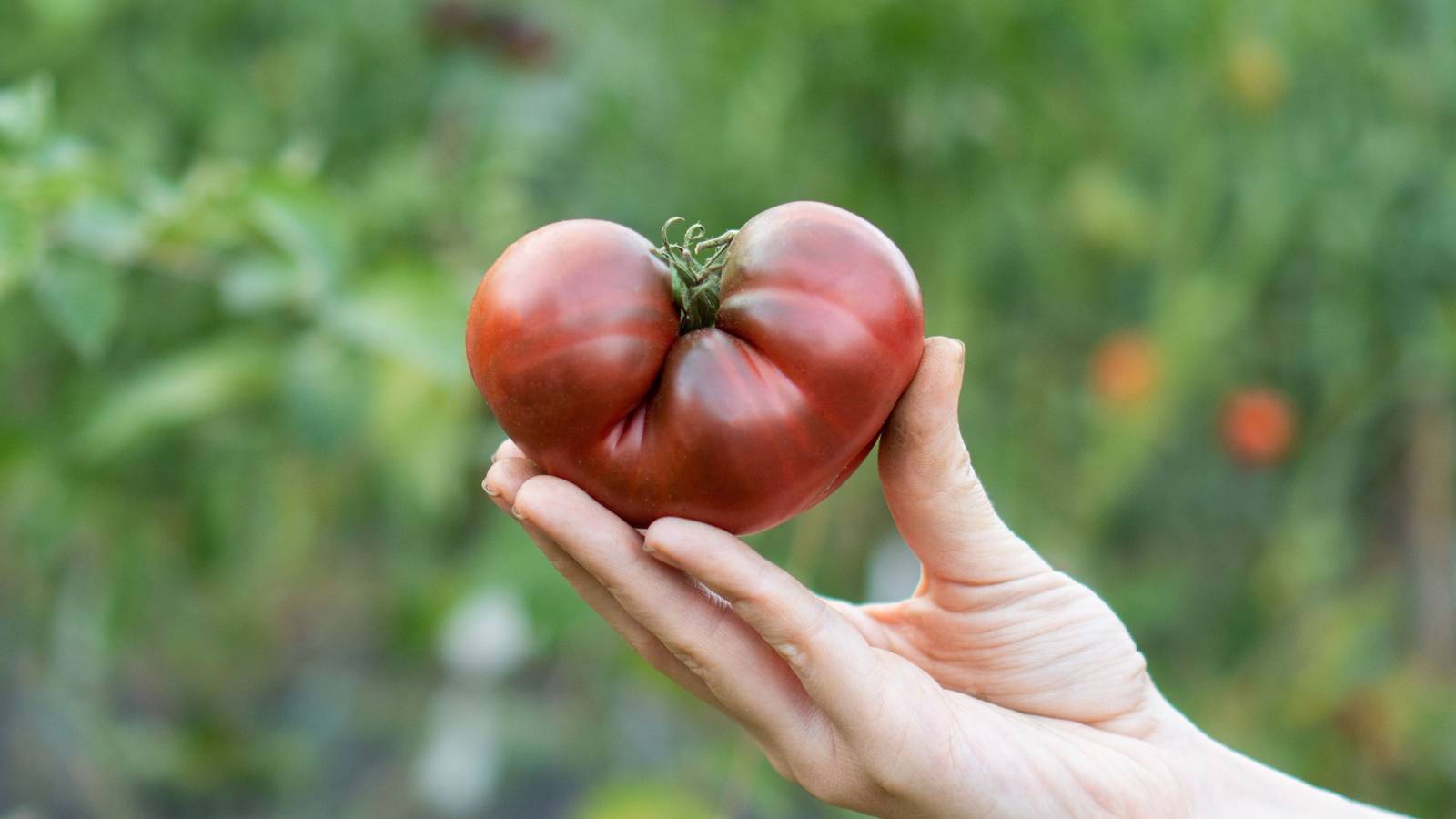 What Are Heirloom Plants? A Close Look at These Popular Garden Trends