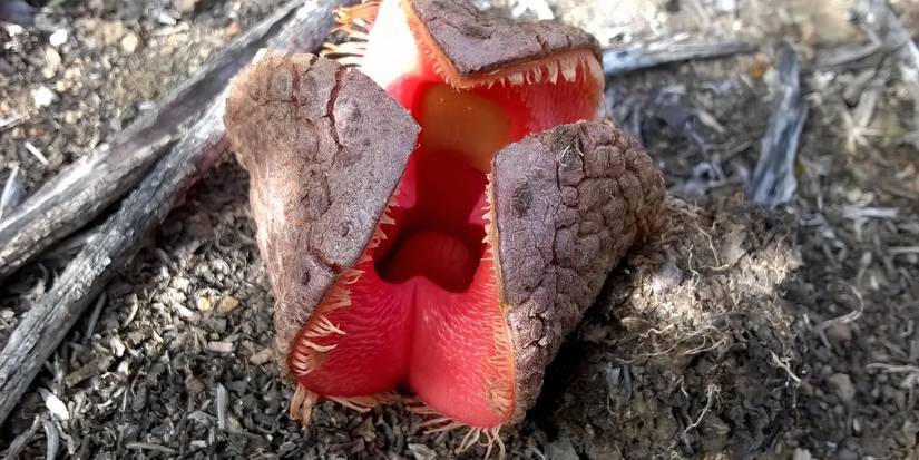 10 Plants So Weird They Seem Like Sci-Fi Creatures