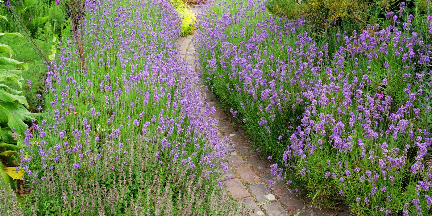 5 Dreamy Plant Mixes To Transform Your Backyard Into a Fragrance Garden