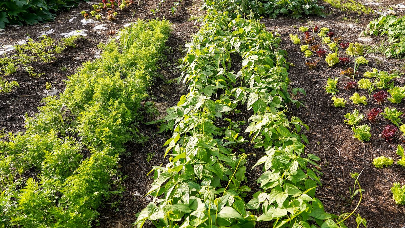 Try an Easier Way to Garden: No Dig, No Till