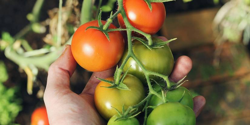 Person harvesting summer tomatoes