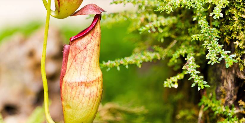 Consider Adding 6 Types of Carnivorous Plants To Your Garden