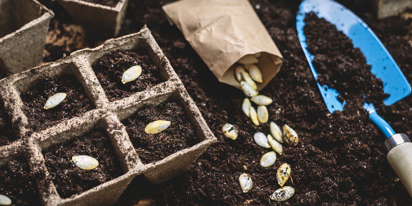 How to Save Pumpkin Seeds for Replanting in Your Garden