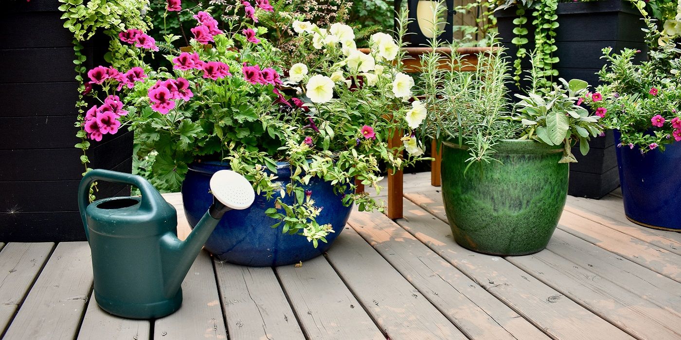 The Container Gardening Rule of Thumb: Thriller, Filler, Spiller Method
