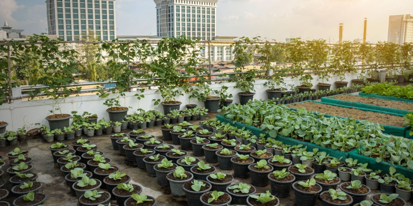 Green Roof Guide: Plants, Layers, and Maintenance for Your Home