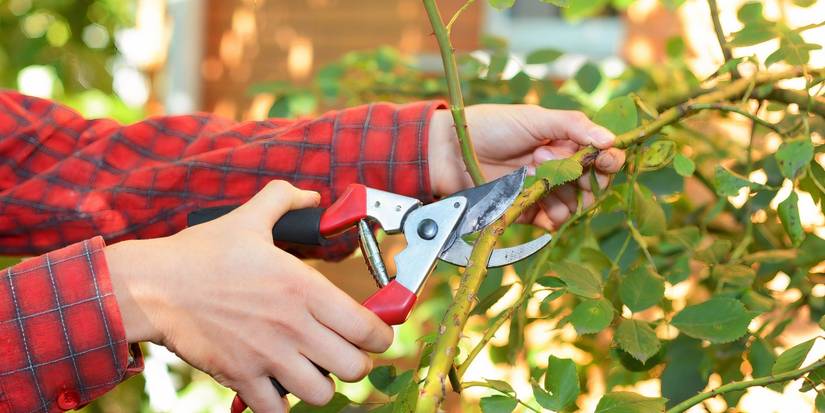 The Ultimate Guide to Pruning Roses: 5 Pro Tips for Stunning Blooms