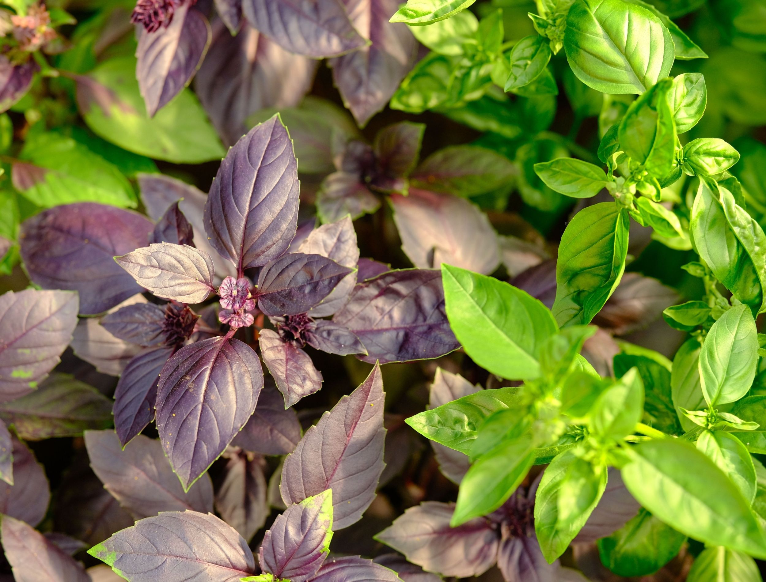 allspice plant Allspice Tree