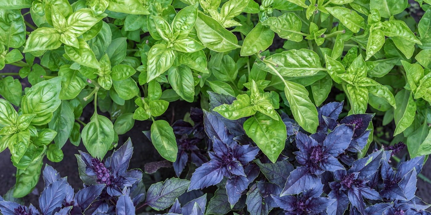 Enhance Your Kitchen Garden: Top Edibles and Herbs to Grow