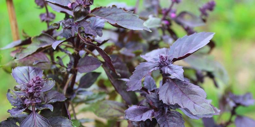 Basilic Violet How to Grow and Care for Purple Basil: A Complete Guide