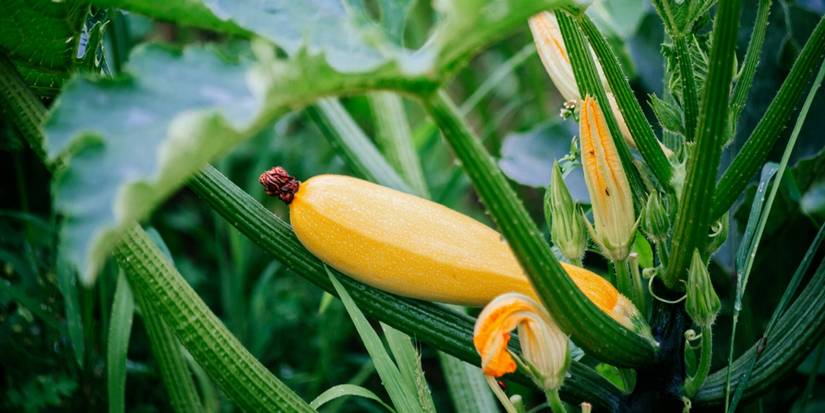 ripe yellow squash in the garden