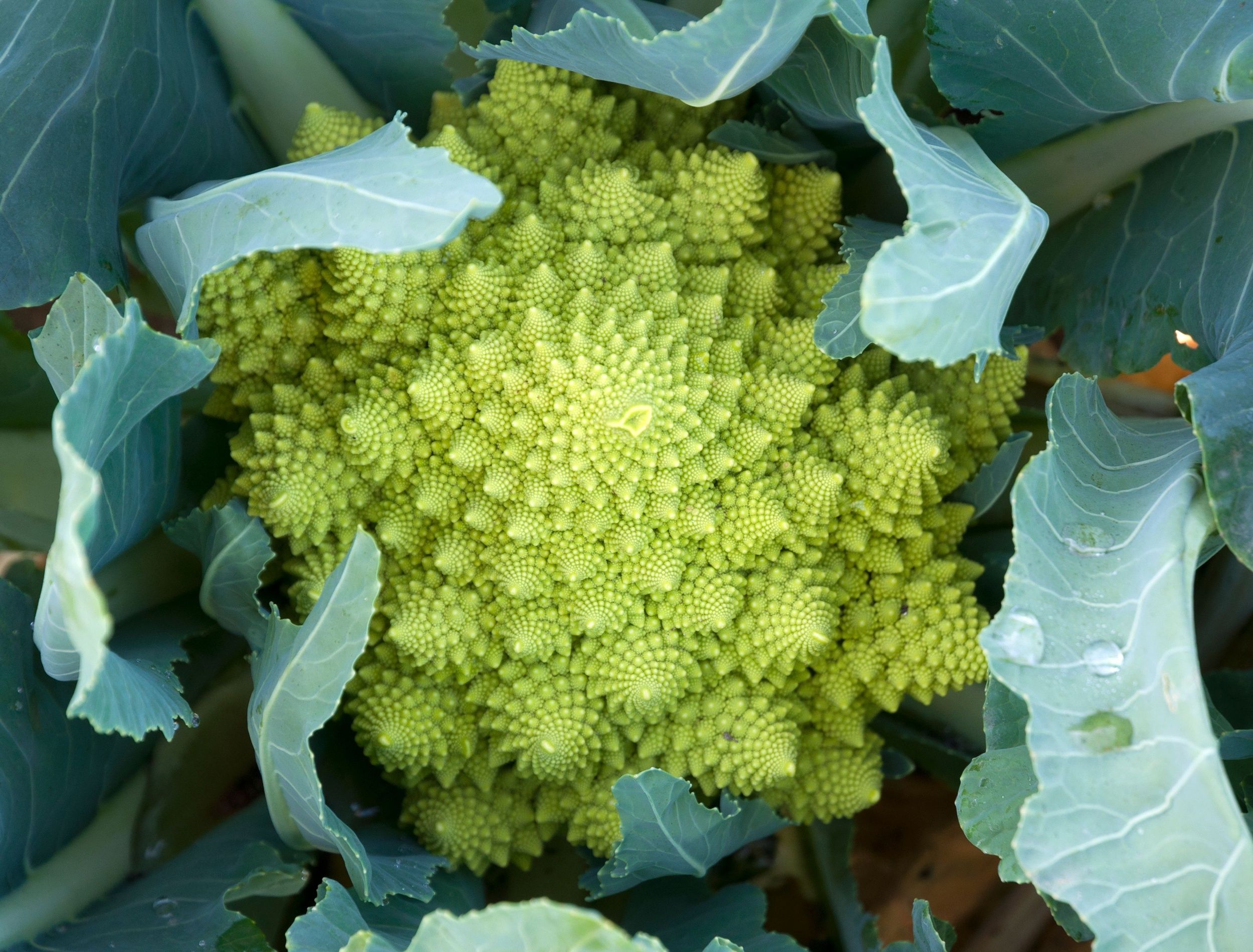Unique Broccoli 6 Unique Vegetables You Probably Didn't Know Existed