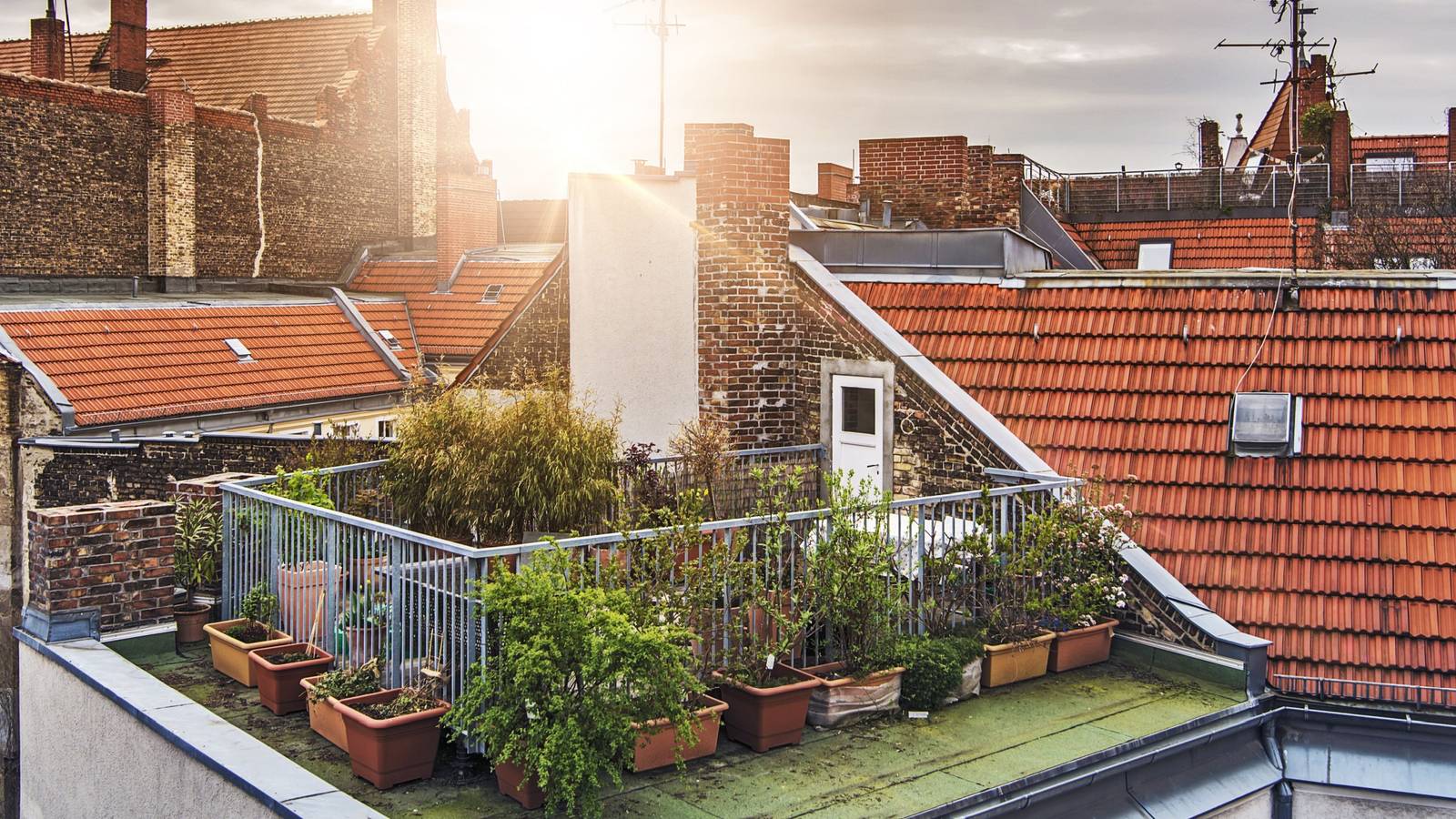 A Beginner's Guide to Starting a Roof Garden: 7 Easy Steps