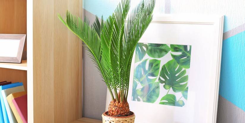 hanging sphere planter Round Hanging Planter
