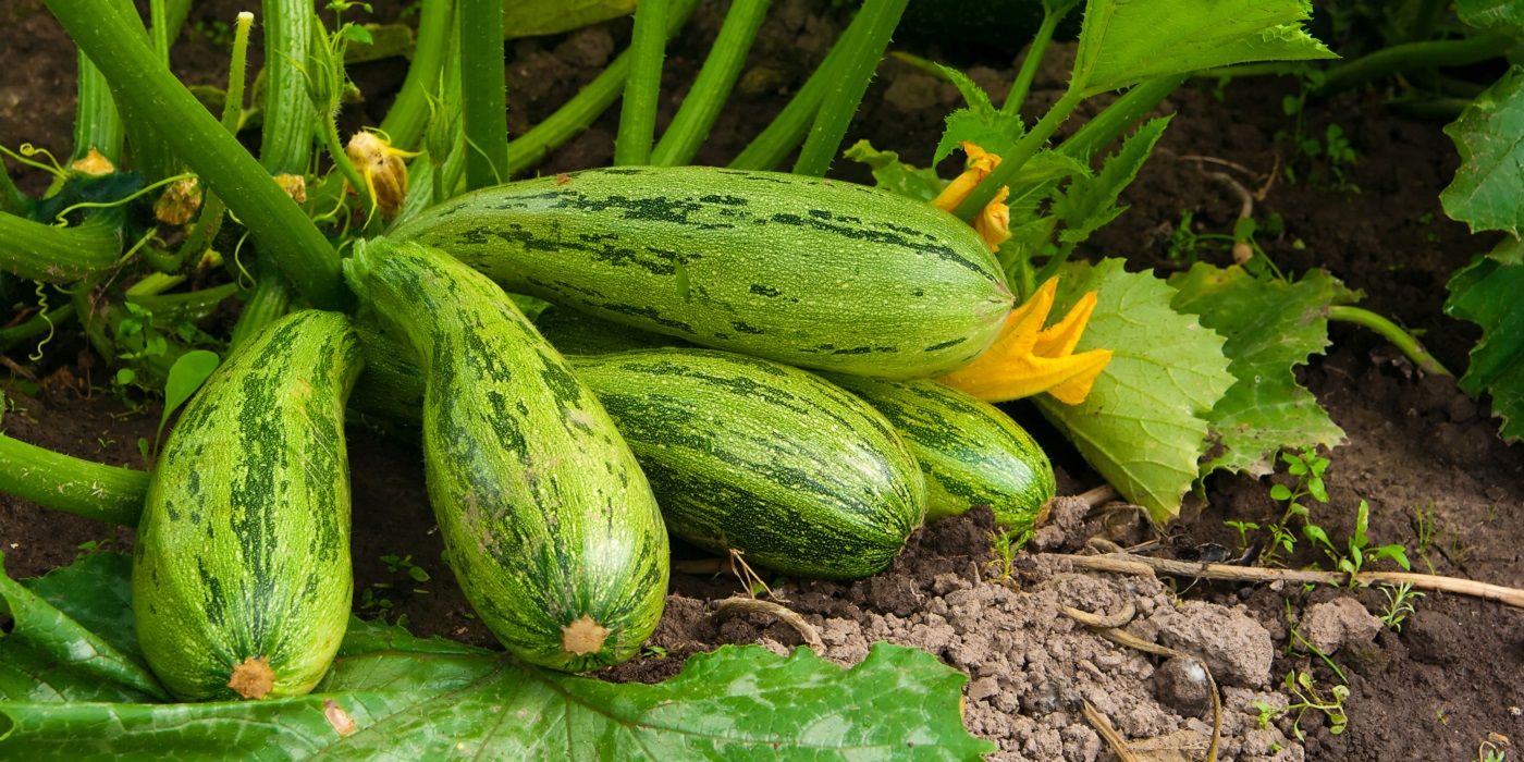 Grow the Most Delicious Squash in Your Garden
