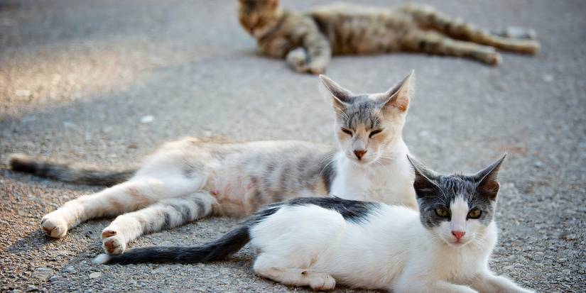 Learn How To Get Rid of Stray Cats Safely and Effectively